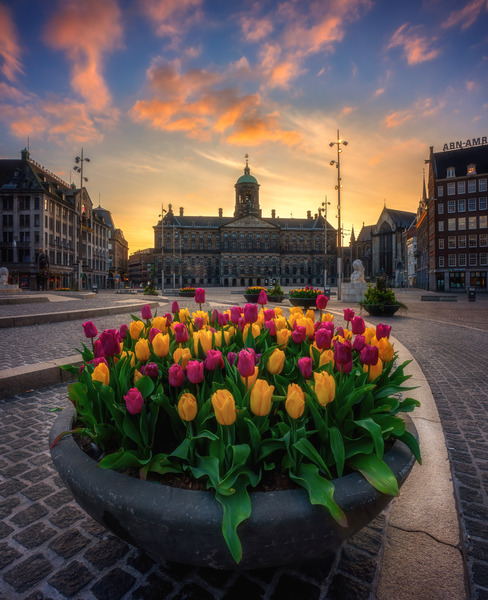 Tulips From Amsterdam Digital Download