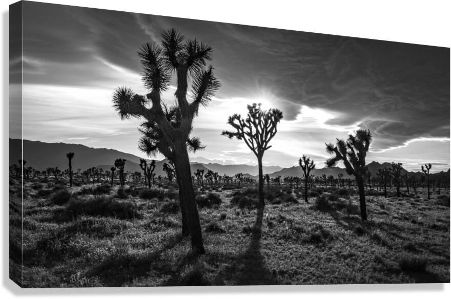 Joshua Trees  Canvas Print