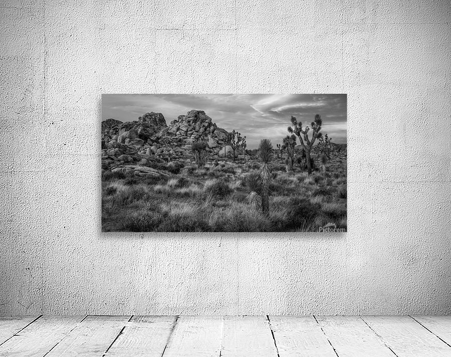 Joshua Tree National Park by Dutch Photographer