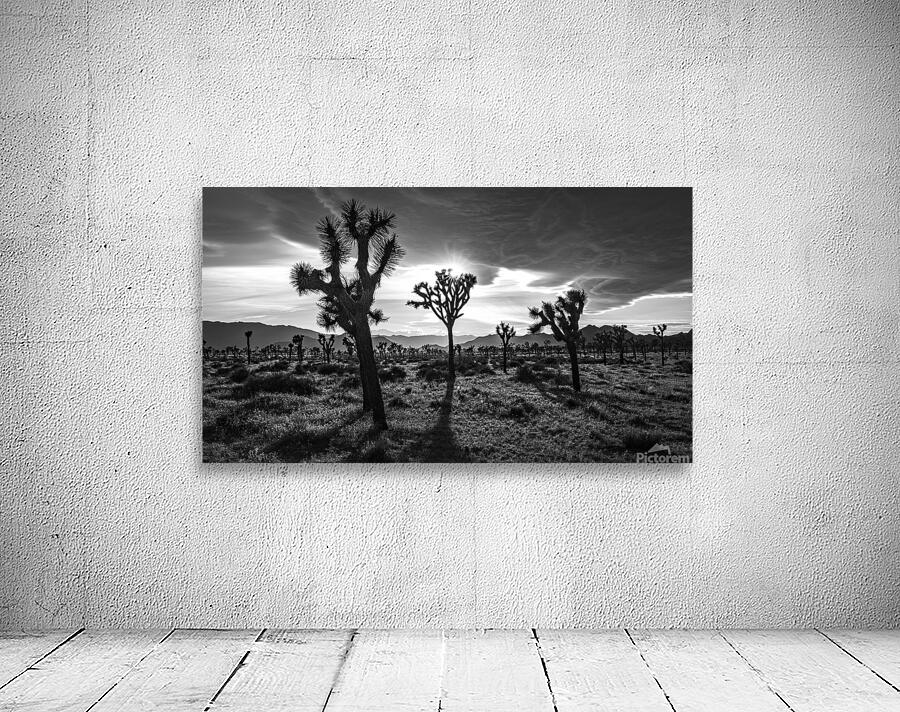 Joshua Trees by Dutch Photographer